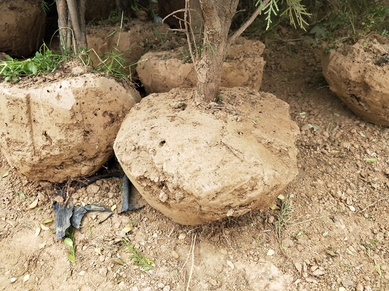 IMG20180604131049.jpg