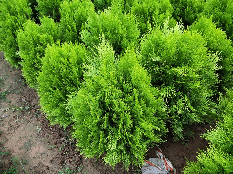 IMG20180706124039.jpg