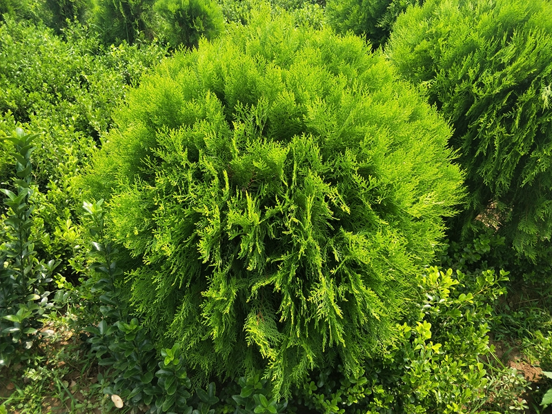 IMG20180730110231.jpg