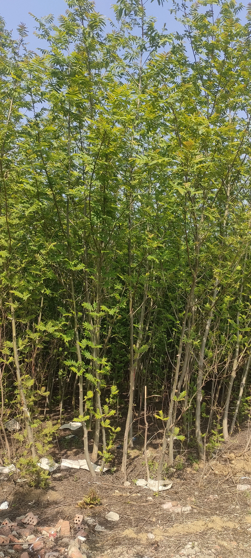 IMG20230419150506.jpg