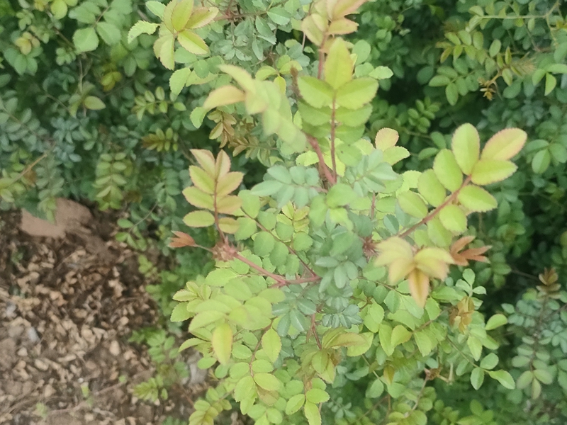 IMG20230421172813.jpg