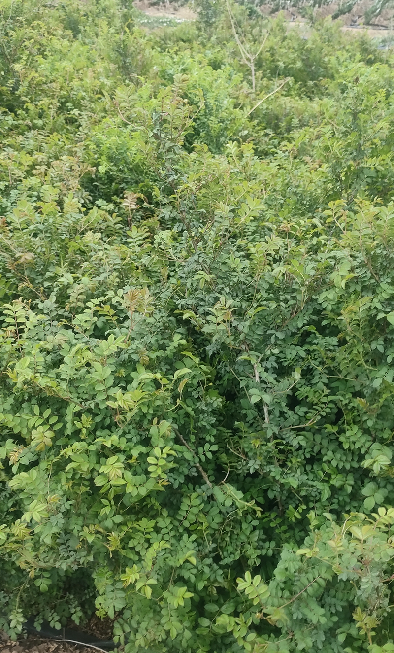 IMG20230421172816.jpg