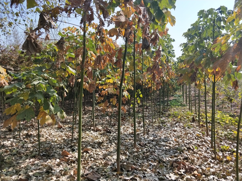 IMG20181101111313.jpg
