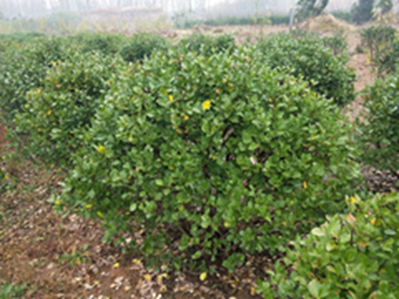 IMG20181112090206_副本.jpg