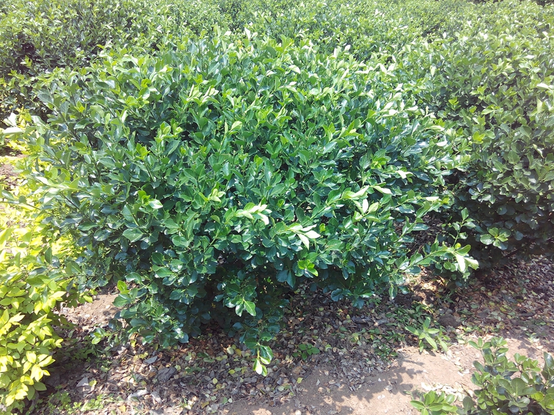 胶东卫矛球冠幅120公分 (2).jpg