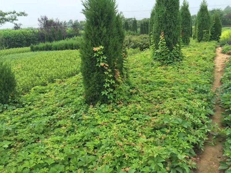 爬山虎5.jpg