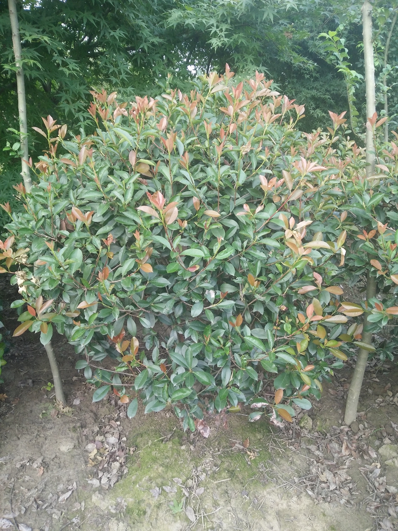 IMG20180822175841.jpg
