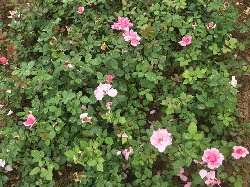 IMG20180703120327.jpg