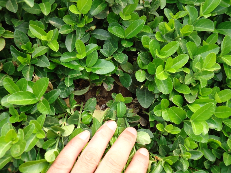 胶东卫矛小苗 1).JPG