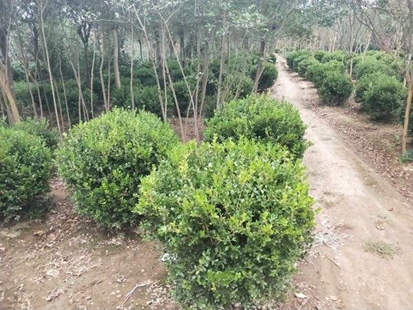 黄杨球