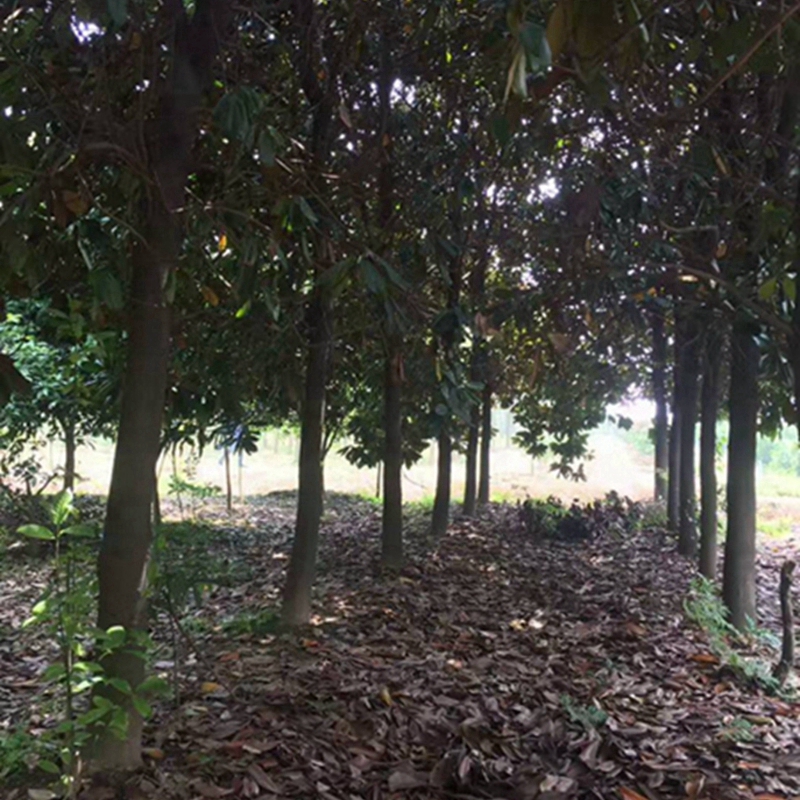 广玉兰基地