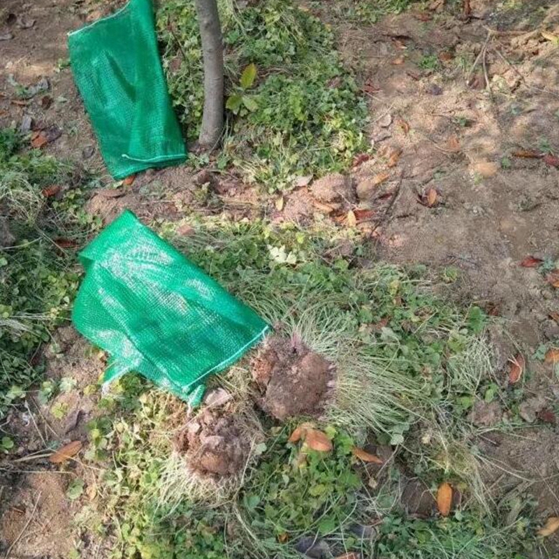 正在起苗的红花草