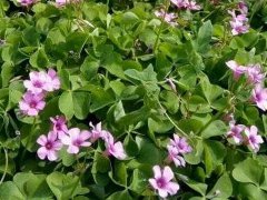 红花草