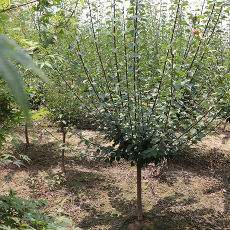 精品红梅树苗