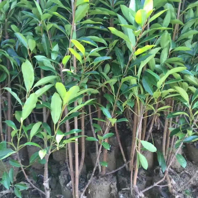 法青