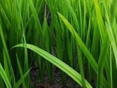 菖蒲