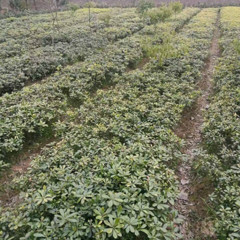 海桐小苗繁殖基地
