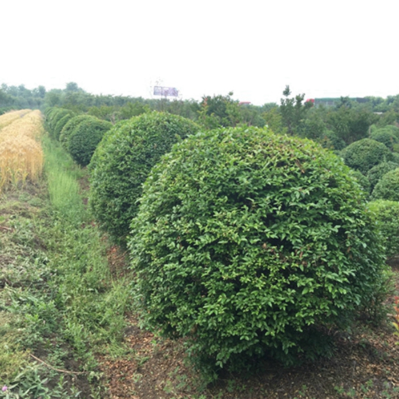 小叶女贞球基地