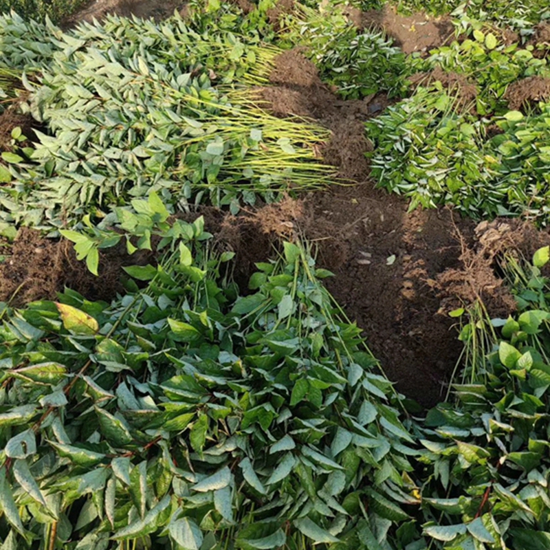 红瑞木小苗基地