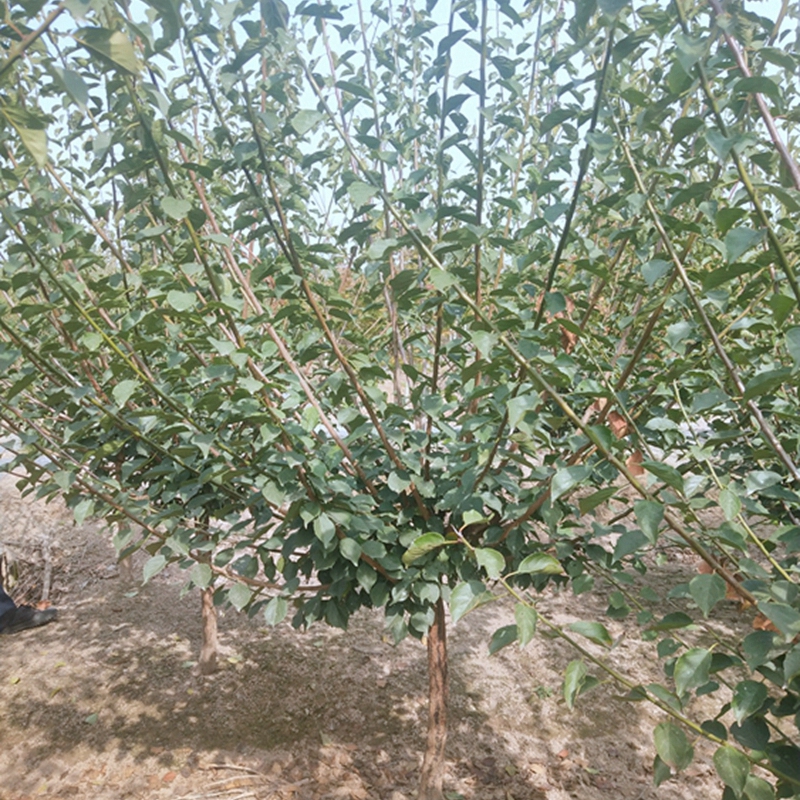 树形优美的梅花