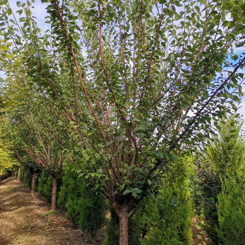 梅花树