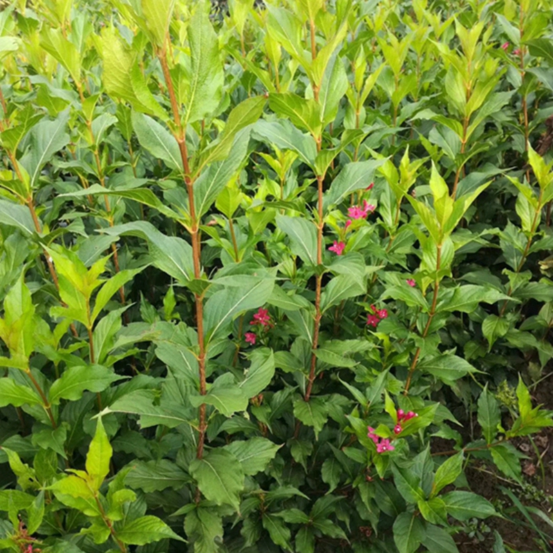 红王子锦带