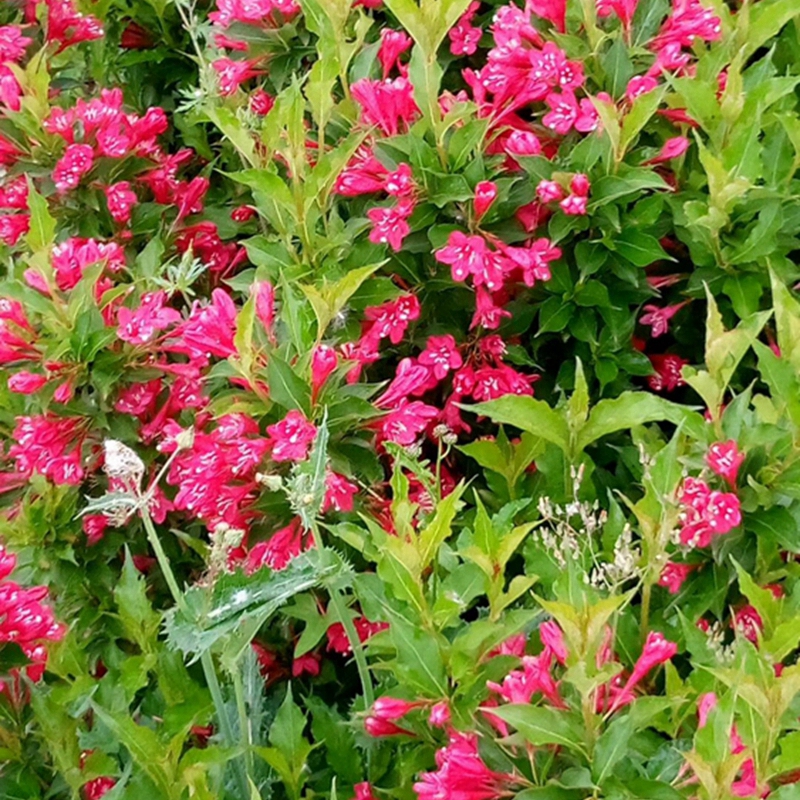 花期中的红王子锦带