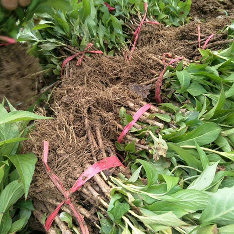 已起好的红王子锦带小苗