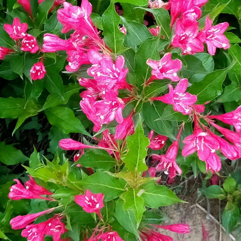 花色鲜艳的红王子锦带