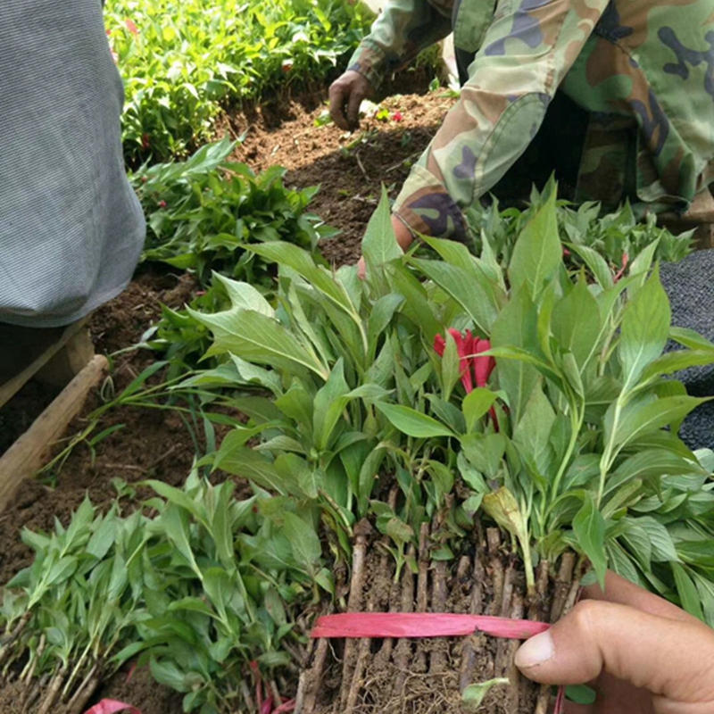 红王子锦带小苗