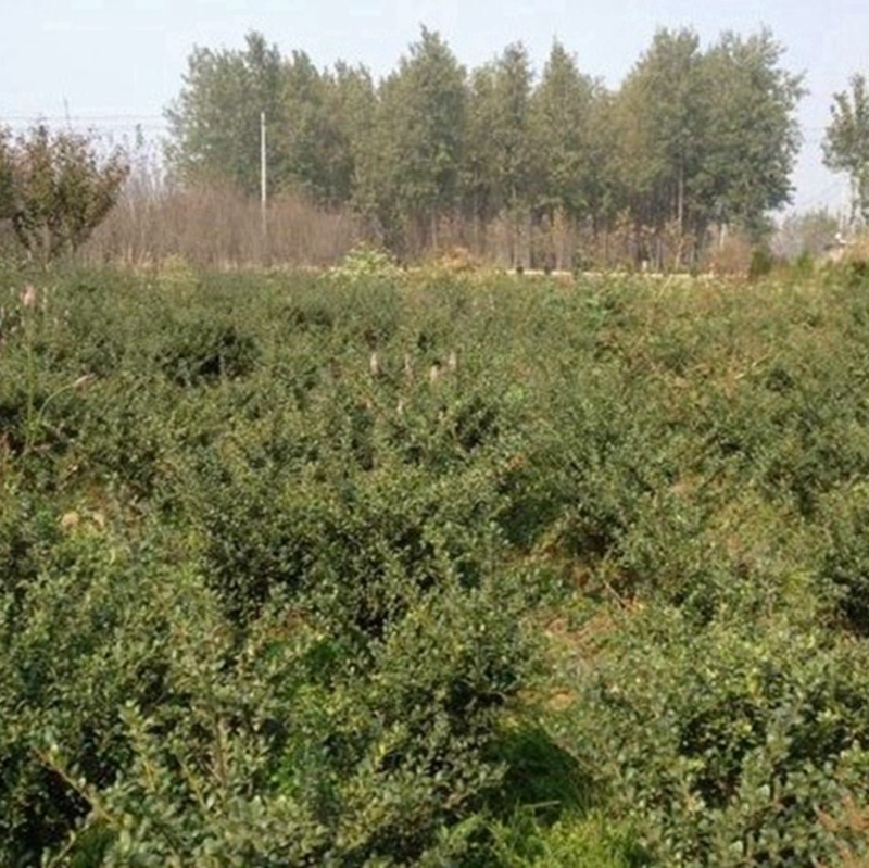 龟甲冬青球种植基地