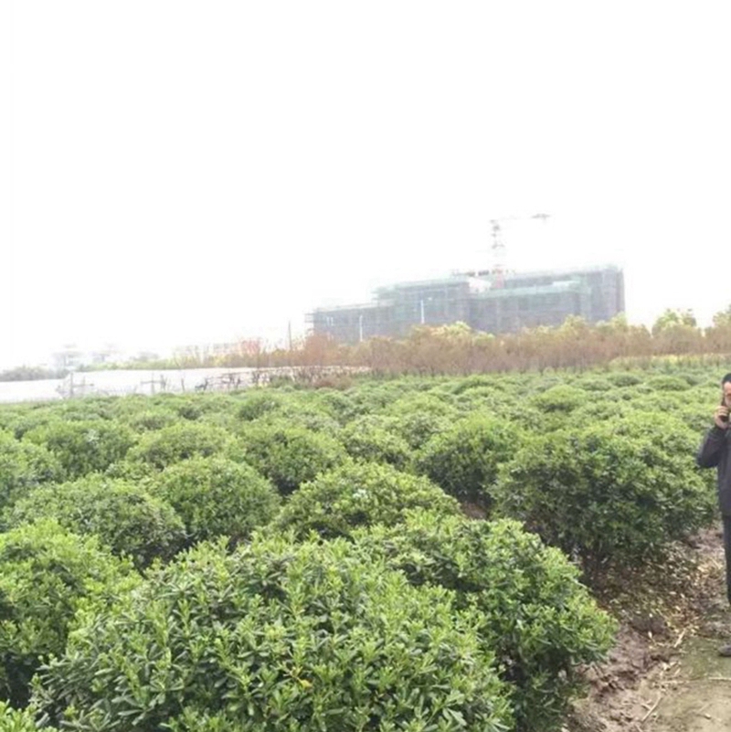 海桐球基地