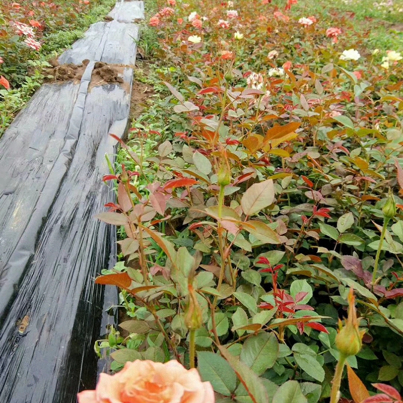 生长旺盛的月季花