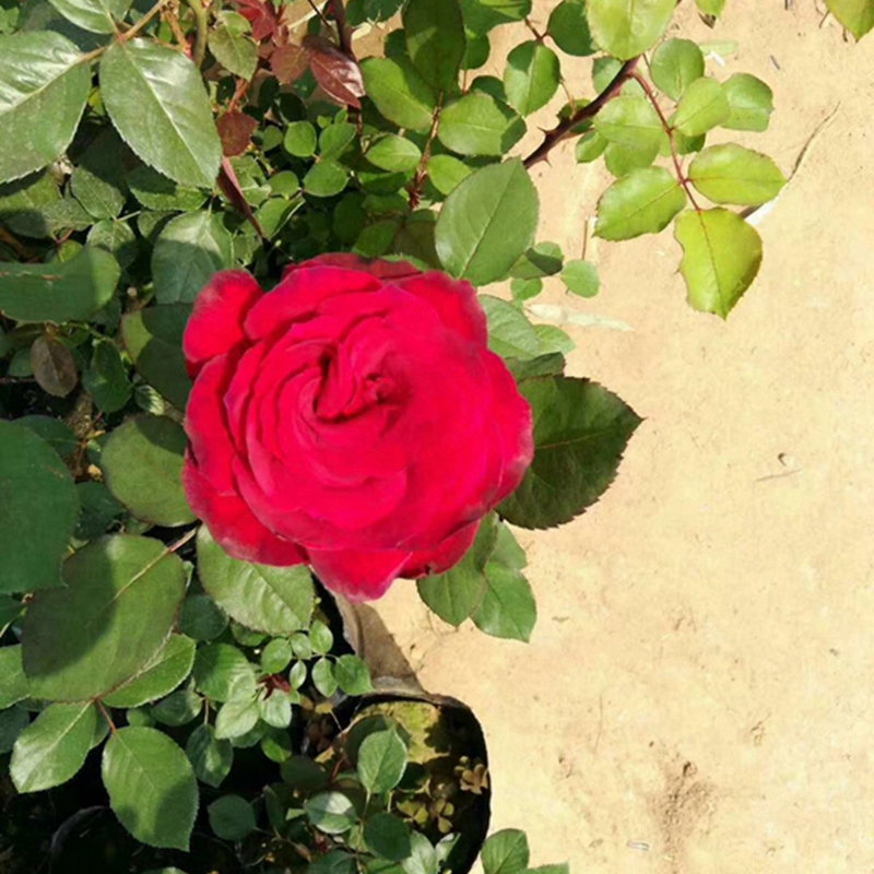 花色鲜艳的月季