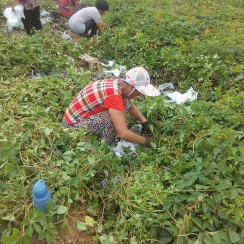 正在起苗的五叶地锦