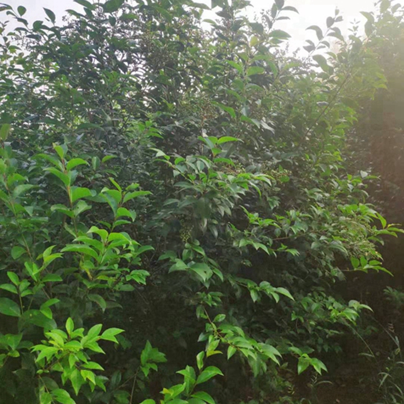 多头女贞树