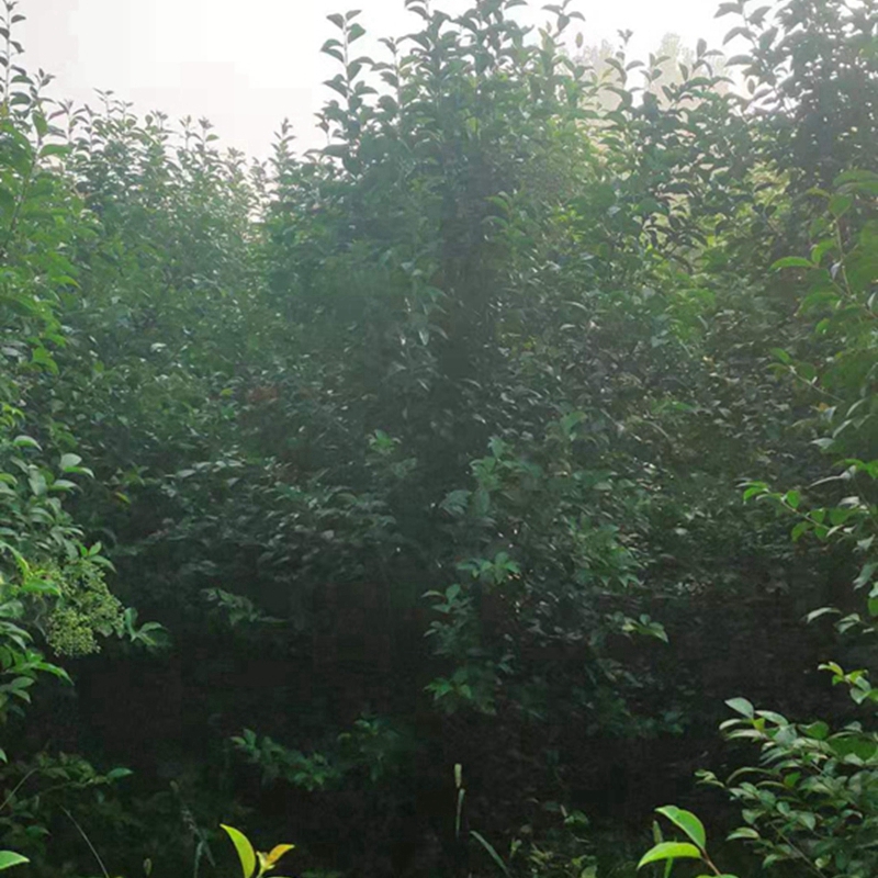 冠幅2米的丛生女贞树