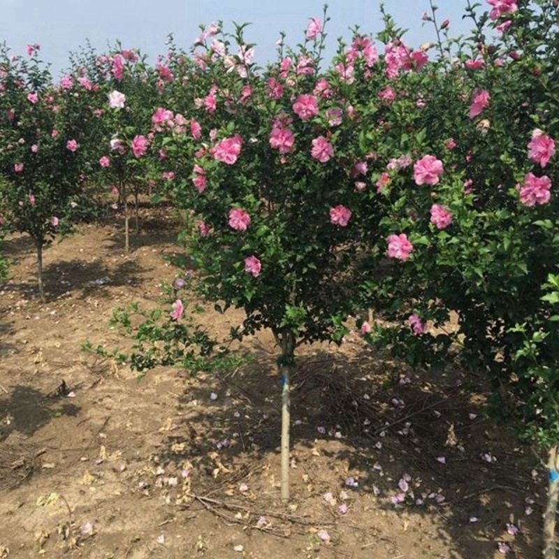 花色鲜艳的木槿花