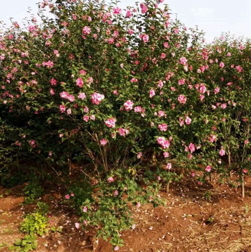花朵爆满的木槿