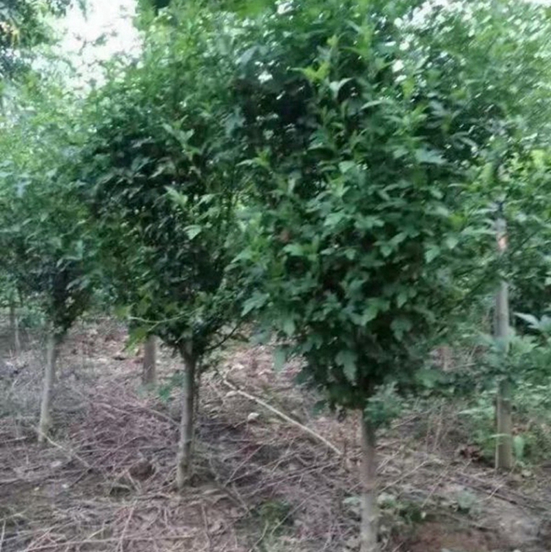 木槿树