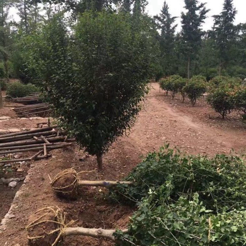 起苗中的木槿