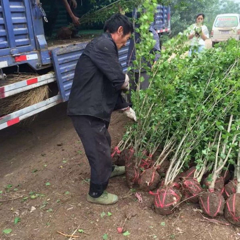 丛生木槿装车现场