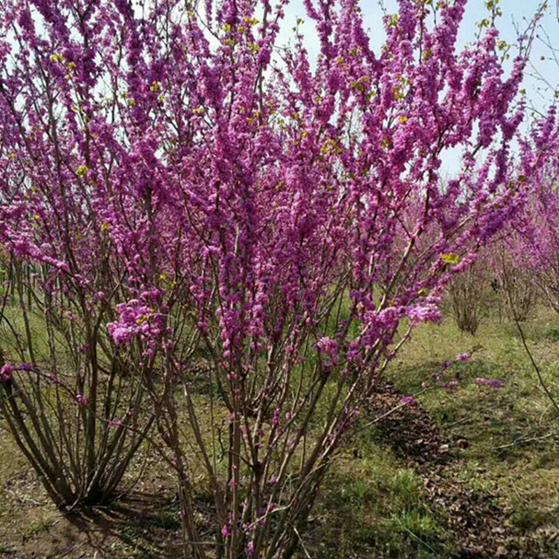 丛生紫荆