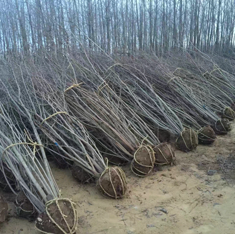 丛生紫荆树