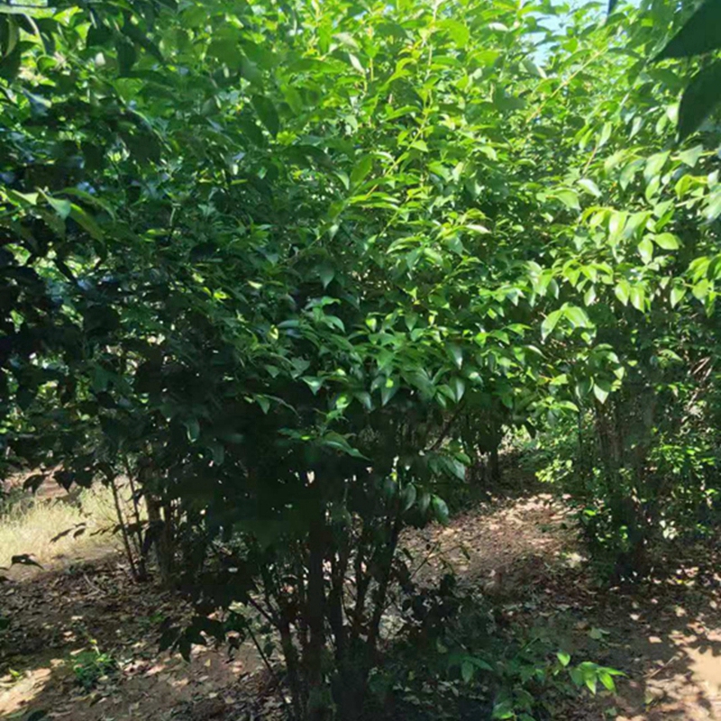 丛生大叶女贞树