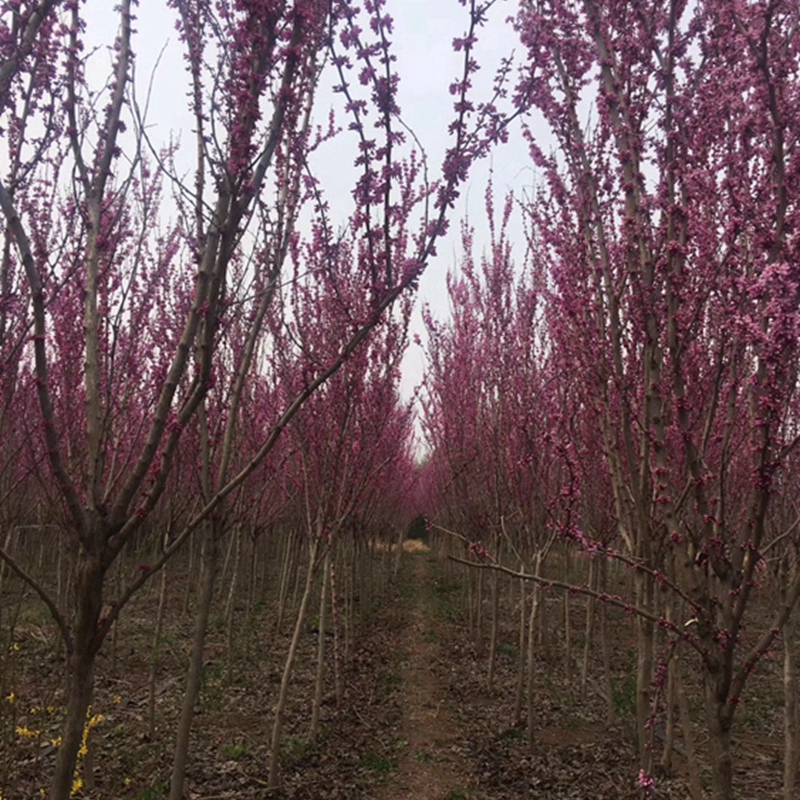 紫荆