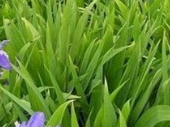 鸢尾