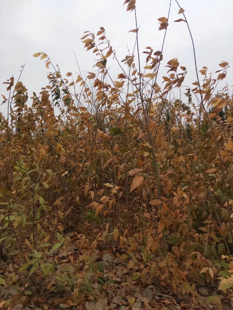 丛生腊梅苗木基地