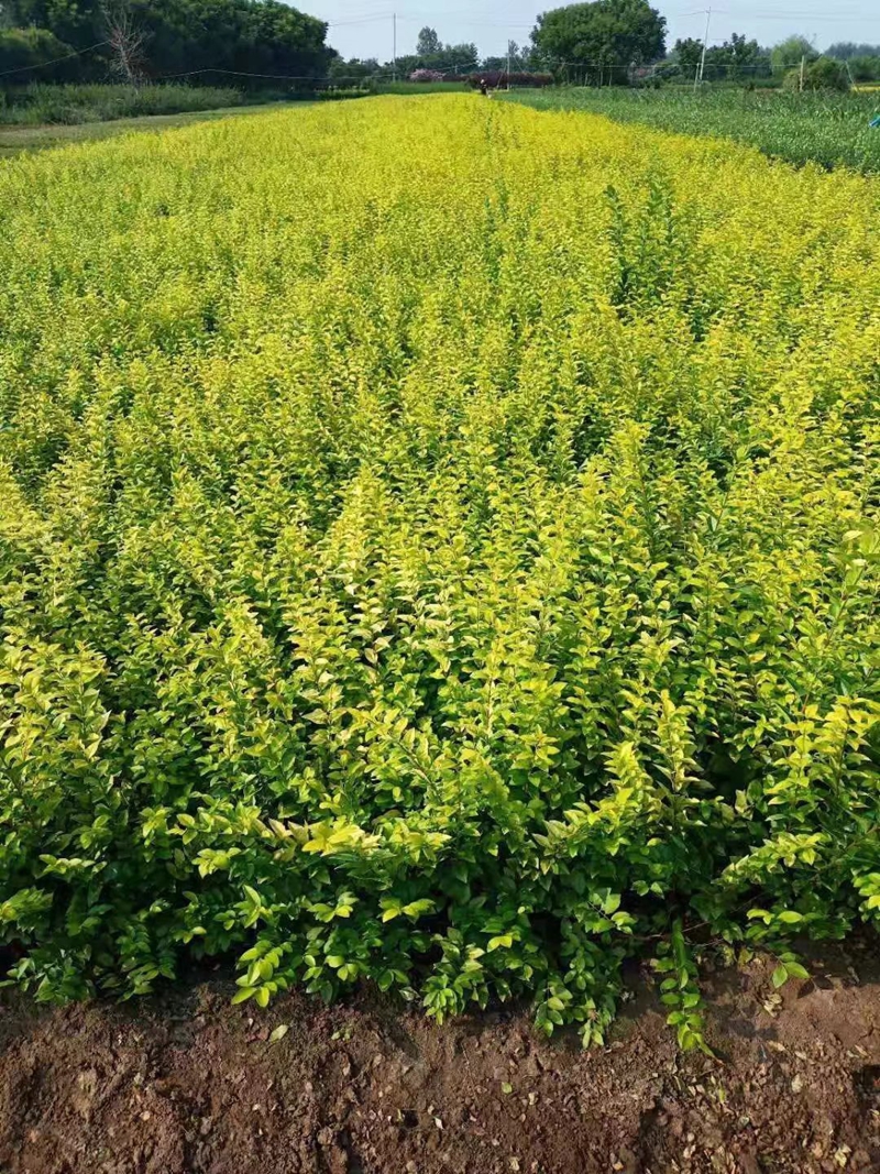 女贞苗木基地