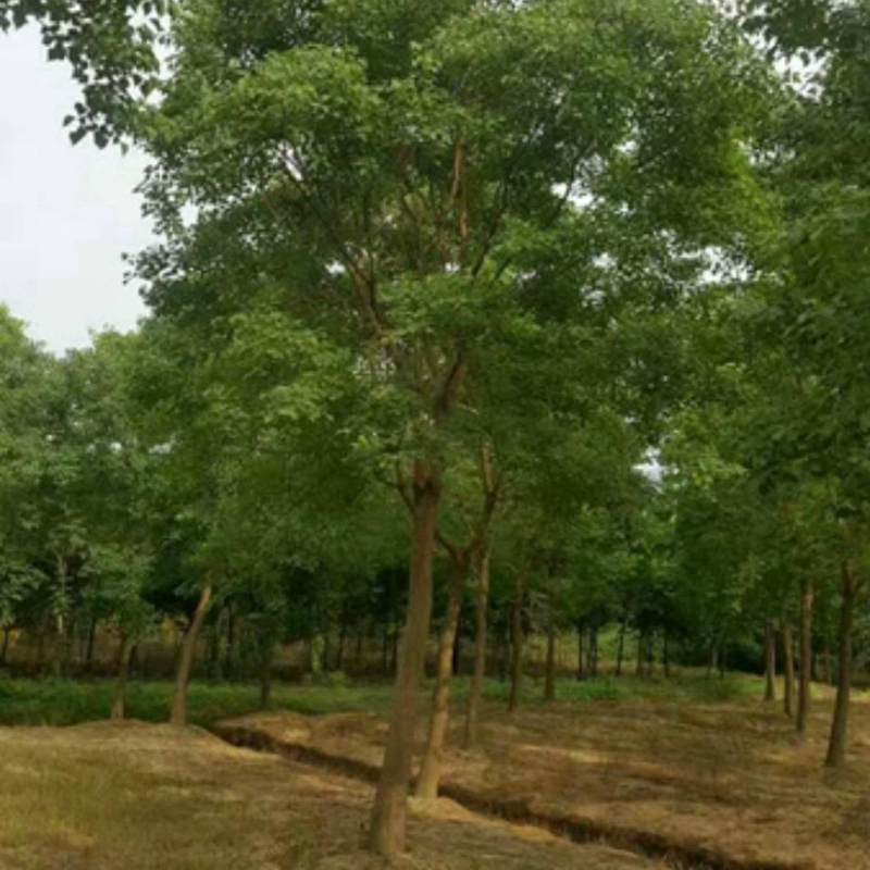 大规格乌桕树